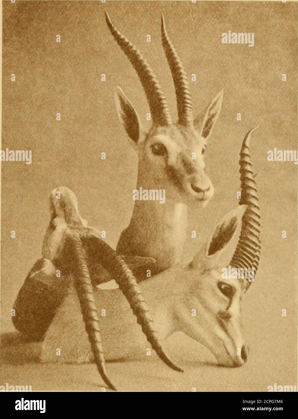 . Rekorde des großen Spiels : mit ihrer Verteilung, Eigenschaften, Abmessungen, Gewichte und Horn & Stoßzäune Maße . Kopf der Mongala Rotfronted Gazelle.vom Typ Exemplar. C – MONGALA-RENNEN (G. rufifrons albonotata). Verbreitung. – Laut dem verstorbenen Kapt. H. S. Logan, von Gondokoro in Uganda nach Bor, im Mongala-Distrikt des Sudan, auf der Abessinier-Seite des Bahr-el-Gebel. Länge auf der Vorderseite. Umleitung. Von Spitze zu Spitze. Lokalität. Eigentümer. I2 4i 6i Mongala . Kapt. P. P2. Vaughan. I2G 4l 4 do. P. Niedieck. I2i 4i 6i do. Capt. A. W. Jennings Bramly 12 Al 5 do. Capt. E. E. B. Mackintosh. Stockfoto