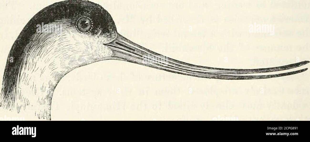 . Eine Geschichte der britischen Vögel, indigene und Zugvögel: Einschließlich ihrer Organisation, Gewohnheiten und Beziehungen; Bemerkungen über die Klassifizierung und Nomenklatur; ein Konto der wichtigsten Organe der Vögel, und Beobachtungen im Zusammenhang mit der praktischen Ornithologie .. . ,verjüngend, obtuse. Gefieder sehr weich und gemischt; Flügel lang, eher nar-Reihe, spitz; die erste Feder am längsten; die Primaries verjüngen sich, rasch graduiert; die Sekundärarien breit, eingekuckt, die innerlänglich und verjüngend; Schwanz kurz, fast gleichmäßig, von zwölfjährigen schmalen Federn. Von den wenigen Arten, die zu dieser Gattung gehören, kommt es in Europa vor Stockfoto