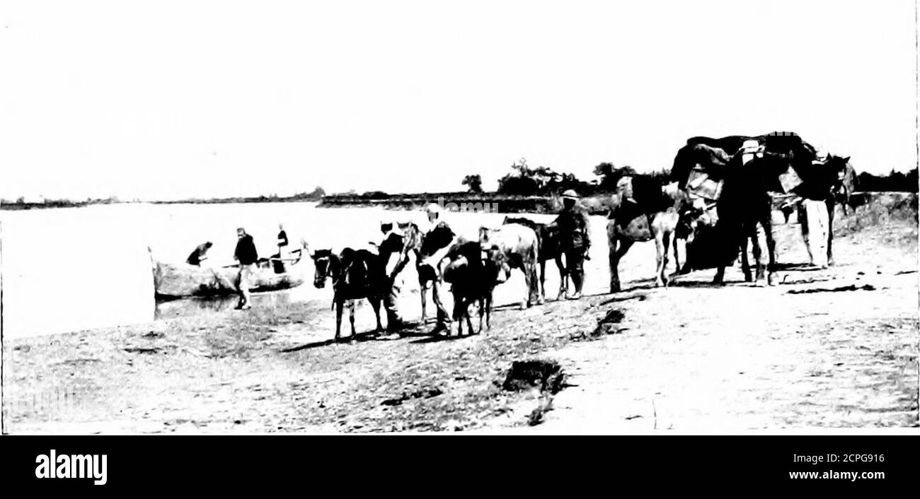 . Vogeljagd durch wildes Europa. Und kleine Beutel der gleichen Farbe. Diese jungen Pelikane machten ein ständiges Stöhnen wie das Anlassen von Kühen, oder wie B es beschrieb, wie Büffel. Der Magen eines dieser jungen Vögel in mir, die ich gehäutet hatte, war enorm gestreckter, und enthielt eine große Doppelhandvoll von etwas, das wie pflanzliche Materie aussieht. Es war schwer vorstellbar, dass es von einer Fischdiät hätte gehen können, Butrather ähnelte dem Inhalt eines Gänsehaut stomachafter grasen in einem Feld. Ich hatte mehrere Möglichkeiten, die Jungen zu beobachten, die von ihren Eltern gefüttert wurden.Naumann sagt*, dass Pel Stockfoto