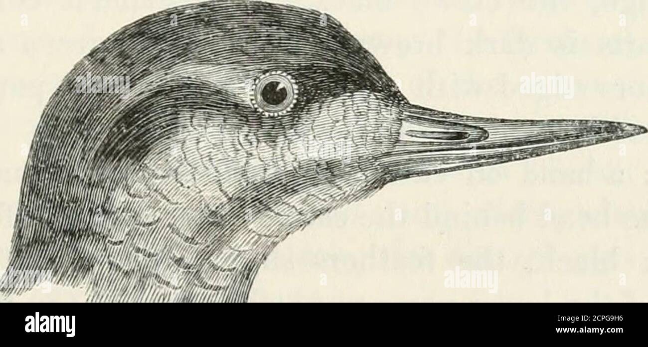 . Eine Geschichte der britischen Vögel, indigene und Zugvögel: Einschließlich ihrer Organisation, Gewohnheiten und Beziehungen; Bemerkungen über die Klassifizierung und Nomenklatur; ein Konto der wichtigsten Organe der Vögel, und Beobachtungen im Zusammenhang mit der praktischen Ornithologie .. . die der Hinterzehe schärfer und mehr gekrümmt. Gefieder ziemlich kompakt oben, gemischt unten, veryshort auf dem Vorderteil des Kopfes und auf der Mitte des Rückens; scapulars verlängert und schmal. Flügel lang, schmal, spitz; Quills sechsundzwanzig; Primaries Tapering, die erste längste, der Rest schnell graduiert; äußere sekundäre kurz, eingefallen, obl Stockfoto