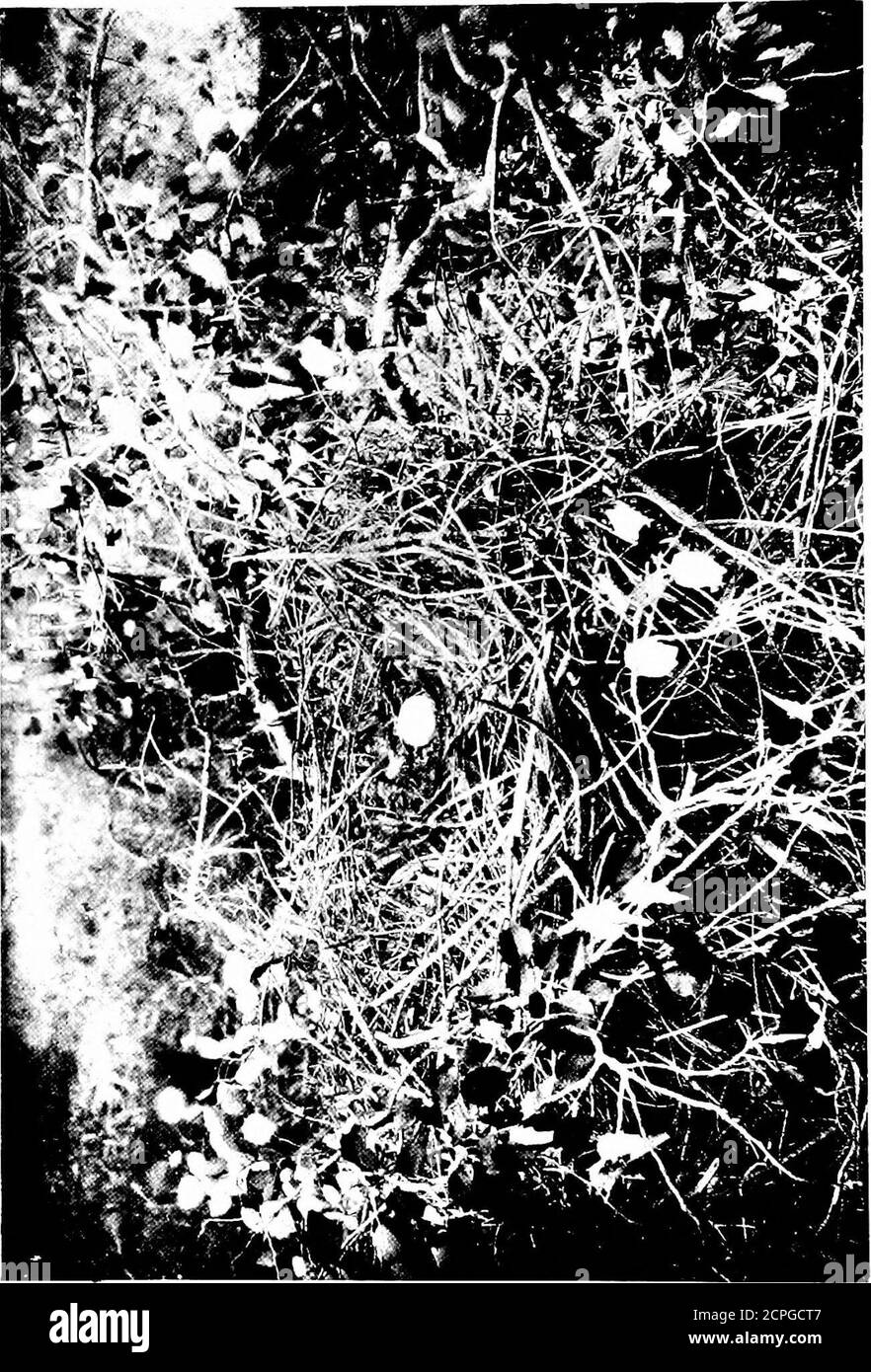. Vogeljagd durch wildes Europa . *. * DURCH WILDES EUROPA 47 MIGRANE). Der Gemeine Drachen (Milvus regalis) verwendet nicht nur Lumpen, sondern auch Pferdemist, und in seinem Nest ist allzuweigerlich ein Stück Zeitung zu finden. Ein paar Meter weiter war ein gewaltiges Nest in einer Silberpappel, von dem ein kurzzottiger Adler abflog. M , der aufgestiegen war, hatte einige Schwierigkeiten, über den Rand des Nestes zu gelangen, aber schrie, dass er ein Ei fühlen könne. Das brutzte er, und da dieser Adler nur ein Ei legt, allgemein gesprochen, nahmen wir natürlich an, dass es nomore gäbe. Dann, wie es unmöglich war, abo zu bekommen Stockfoto