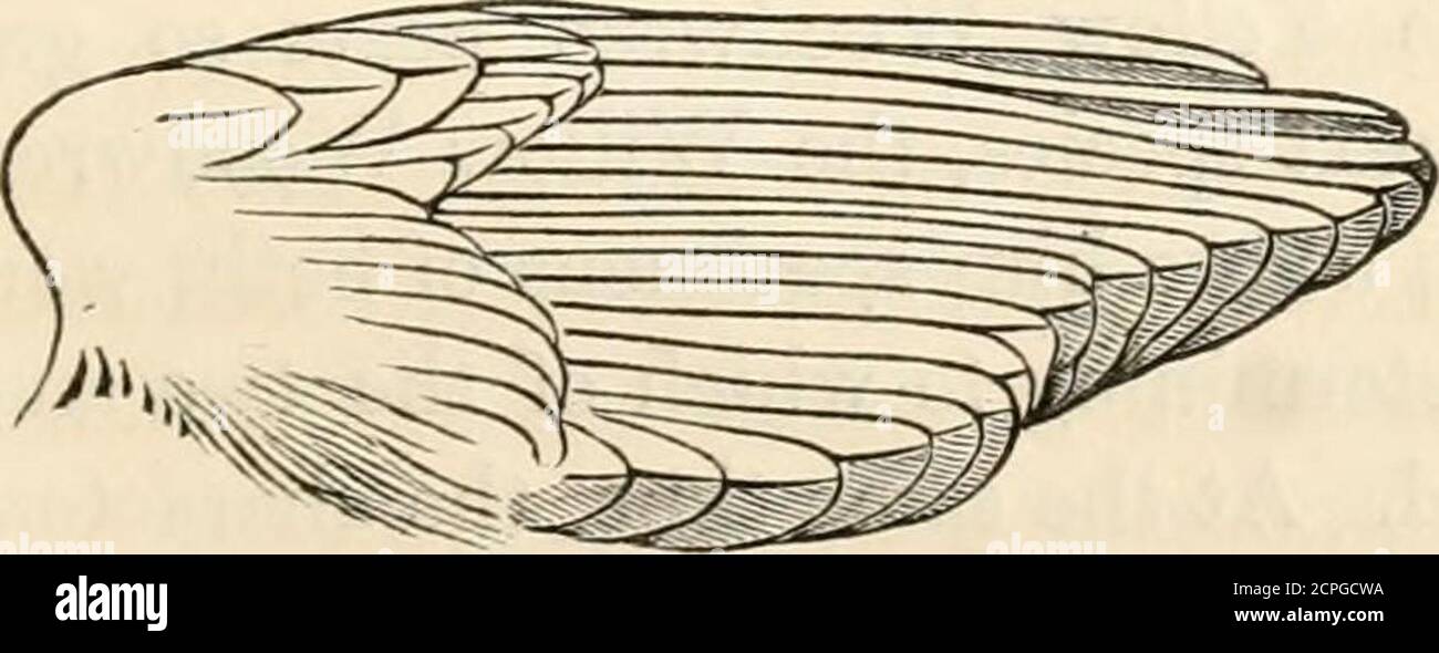 . Eine Geschichte der britischen Vögel, indigene und Zugvögel: Einschließlich ihrer Organisation, Gewohnheiten und Beziehungen; Bemerkungen über die Klassifizierung und Nomenklatur; ein Konto der wichtigsten Organe der Vögel, und Beobachtungen im Zusammenhang mit der praktischen Ornithologie .. . Abb. 174. Willow Woodwren.. Abb. 175. Spreu. 364 PHYLLOPNEUSTE SYLVICOLA. DIE YELLOWWODWREN. Wood Wreu Mont. Orn. Ernährung. Biene-Flossensiffleur. Sylvia Sibilatrix. Temm. Mann. Dorn, I. 22.3.Sylvia sylvieola. Leiste Ind. Orn. Suppl. Vol. II 53.Wood-Wren. Sylvia Sibilatrix. Selb. Illustre I. 224.Sylvia sibilatrix. Wood-Wren. Jen, Brite. Vert. Ein. Stockfoto