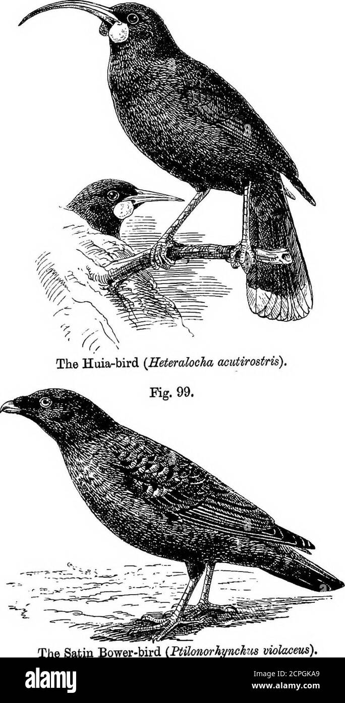 . Vögel: Die Elemente der Ornithologie . Die Hoatzin (Opisthocomus cristatus) fehlen in der Neuen Welt. Es gibt vierundzwanzig Arten in der Familie. Eine verwandte Form aus Madagaskar, genannt Cyrombo {Leptosoma Verfärbung), hat eine ähnliche Taumelgewohnheit und einen eigentümlichen Zustand der Nasenlöcher. Dieser sehr vertraute Vogel das Haus-martin {CheUdon Uuca) INTEODTTCTION.Feige. 98. 95. Der Satsin Bower-Vogel {FtUomrhynohus 96 ELEMENTE VON OBNITHOLOBT. Stellt eine Gruppe von Schwalben und Martinen dar, die über die ganze Welt verteilt ist und etwa zweiundachtzig Arten enthält.von diesen ist die Comtnoa-Schwalbe (Sirundo ru Stockfoto