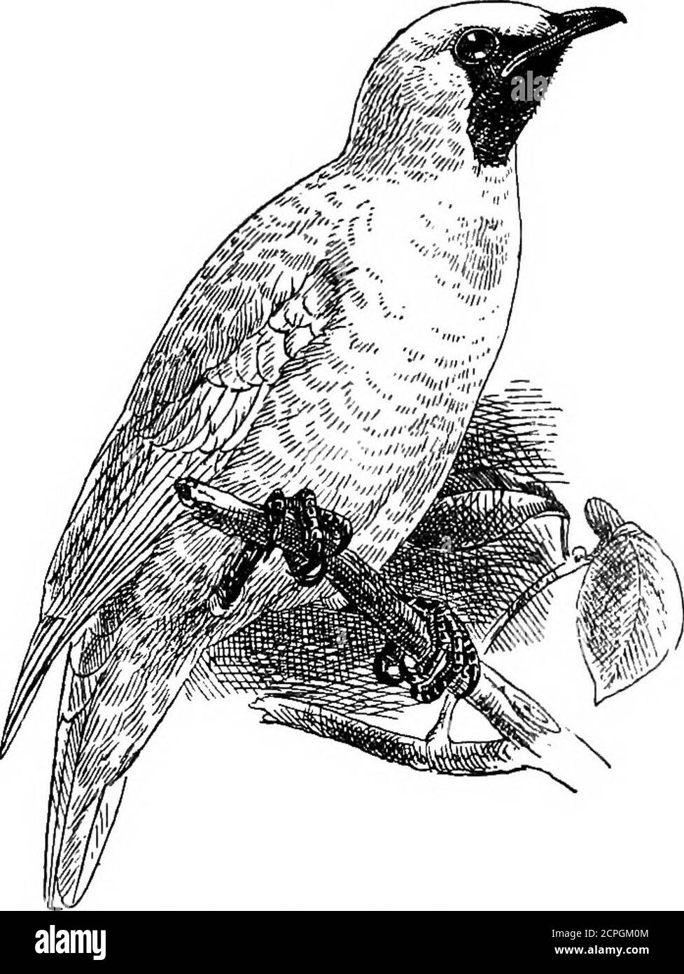 . Vögel: Die Elemente der Ornithologie . Der Regenschirm-Vogel {Cephalopterus ornafus). Existiert, was seine wahren Verwandtschaften anbejah. Dies ist der Hoatzin {QpisChocomuscristatus, Abb. 97), die Guayana und das riesige Tal des Amazonas bewohnt. Wenn er geschlüpft ist, hat er zwei gut entwickelte Finger, jeder mit einer Klaue, und man sagt, er krieche auf allen Vieren wie ein Vierer. Der neugierige und schnell verschwindende Huia-Vogel von Neuseeland- HfTEODUCTlON. 93 Land {HeterahcTia aeutirostris) ist sehr bemerkenswert, weil zwei Geschlechter sehr unterschiedlich geformte Schnäbel haben. Die Männchen sind kurz, gerade und kegelförmig; die Weibchen sind lang, Stockfoto