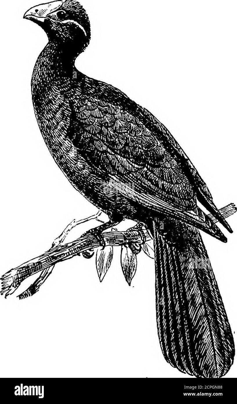 . Vögel: Die Elemente der Ornithologie . Der EED-Necked Hornbill (Bweros rufieollis). Und sie sind ebenso vollständig auf die warmen Teile der Alten Welt beschränkt, wie letztere auf die der Neuen. Hornbills sind in äthiopischem Afrika und den wärmeren Teilen Asiens zu finden, bis nach Neuguinea, wo der EED-Halshornbill {Bueerosrufieollis zu treffen ist. Diese Vögel haben einen sehr kurioushabit. Die Hene macht ihr Nest in einem hohlen Baum, und dort INTRODUOTIOlf. 79 Ihr Gefährte schließt sie zu und schließt die Öffnung des Nestes mit Schlamm und anderen Stoffen, so daß nur noch eine kleine Öffnung übrig ist; durch diese wird apert Stockfoto