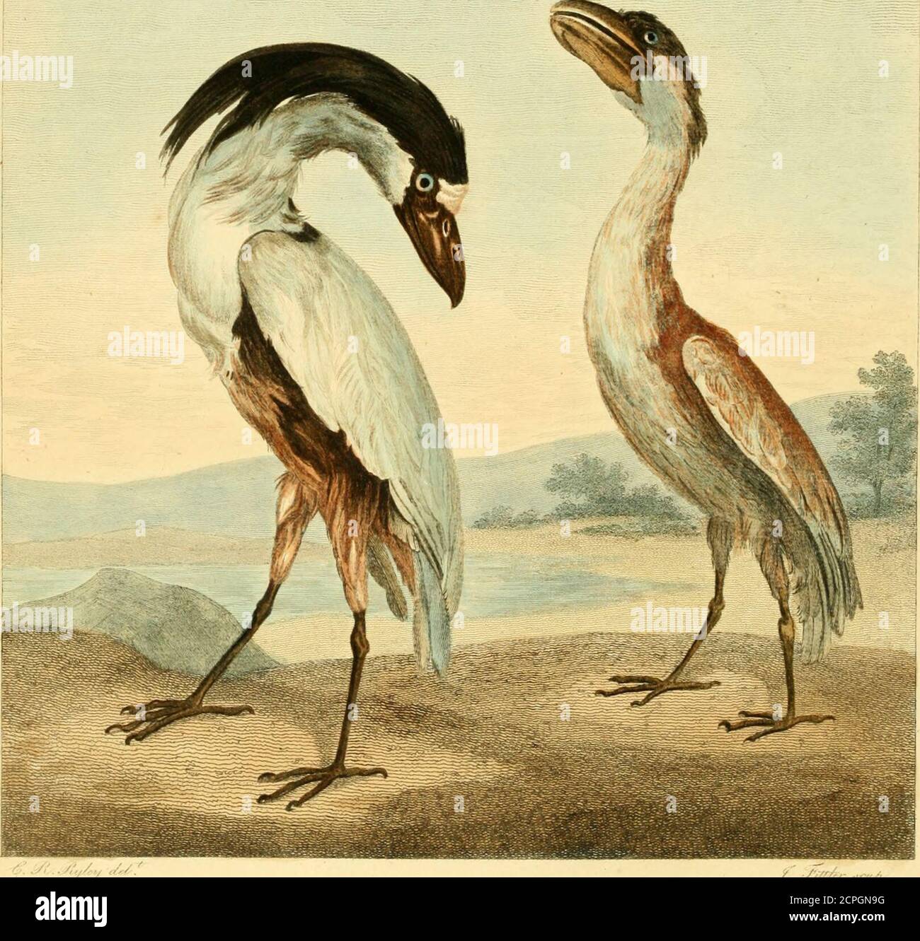 . Musei Leveriani explicatio, anglica et latina . 71.Cancroma Cochlearia. Lin. Cancroma Cancrophaga ? Lin. Cochkarius, hrifSi 5. j&gt;. 506. I. SINGULARIS huic avi roftri formatio, quod forfan latius pro longitu-dlne quam alii alicui adhuc cognits; mandibula fuperiore carinata, feu inprominentiam longitudinalem du6ta, cymb^ inverfse non lunge abfimilem. Co-lor primarius plumbeo-csruleus, pedore pallidore, abdomen fufco-ferrugineo,magis minufve in diverfis fpeeiminibus faturato. Rollrum fufcum. Frons al-Bet. Caput crifta nigra, longa, dependula decoratur. At Caudaque brevia.Crura valida fufco Stockfoto