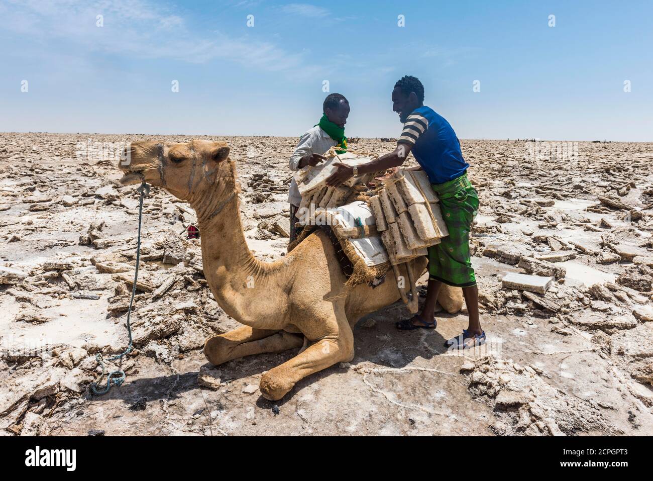 Afar Nomaden laden Dromedar mit Salzplatten aus trockenen Salzsee, in der Nähe von Dallol, Danakil Depression, Afar Region, Äthiopien, Afrika Stockfoto