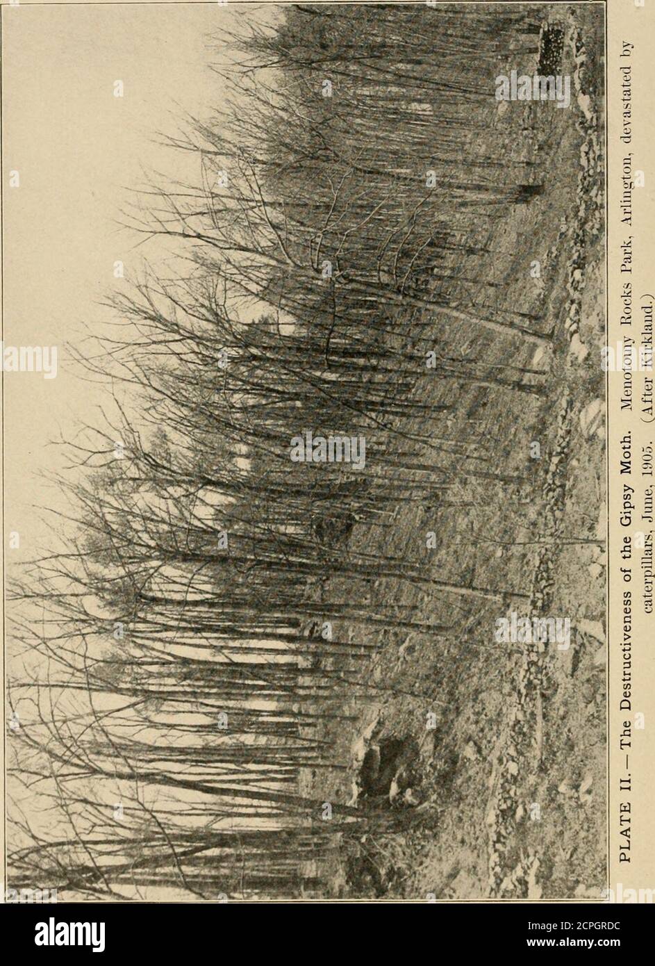 . Nützliche Vögel und ihr Schutz. Mit kurzen Beschreibungen der häufigsten und nützlichen Arten von Massachusetts, mit Konten ihrer Ernährungsgewohnheiten, und ein Kapitel über die Mittel der Anziehung und Schutz von Vögeln. Ich) hat fünfzig zliousand Dollar für ihre Ausrottung. In den nächsten zwei Jahren erfuhr Avitliin, dass sich die Motten über dreißig Städte ausgebreitet hatten. Der Staat. Stockfoto
