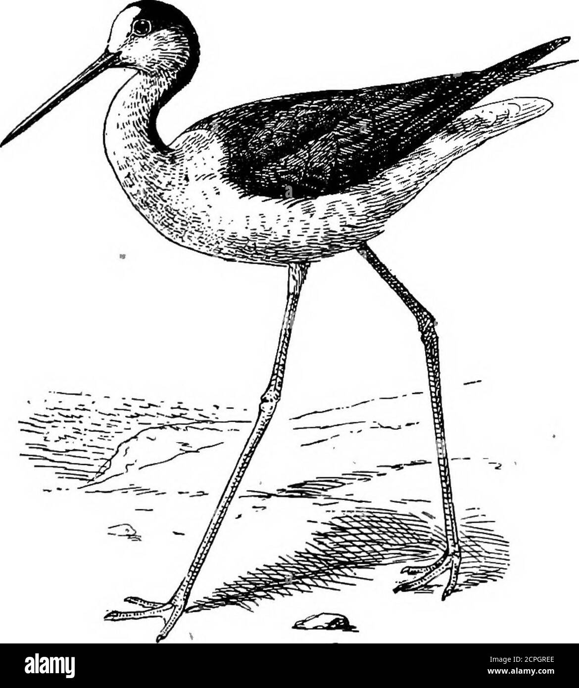 . Vögel: Die Elemente der Ornithologie . Der Oyeter-Fänger {Hcematopus ostralegm). (abb. 58) in eine eigene Gattung namens Recurvirostra. Die Avocet brüteten in England in Eomney Marsh und den Sümpfen unserer östlichen Grafschaften, aber Entwässerung hat es hier und in vielen anderen Orten tödlich gewesen, und es wird gesagt, nur jetzt zu brüten, inNordeuropa, auf den Inseln vor den Küsten von Holland undDänemark. Der zarte rekurvige Schnabel der Avocet, wenn Onceseen nie vergessen werden kann.aber ein noch singulärer und absolut eigenartiger Schnabel IST INTEODUCTION. 57 Besessene von einem neuseeländischen Vogel (Anarhynchus Front Stockfoto