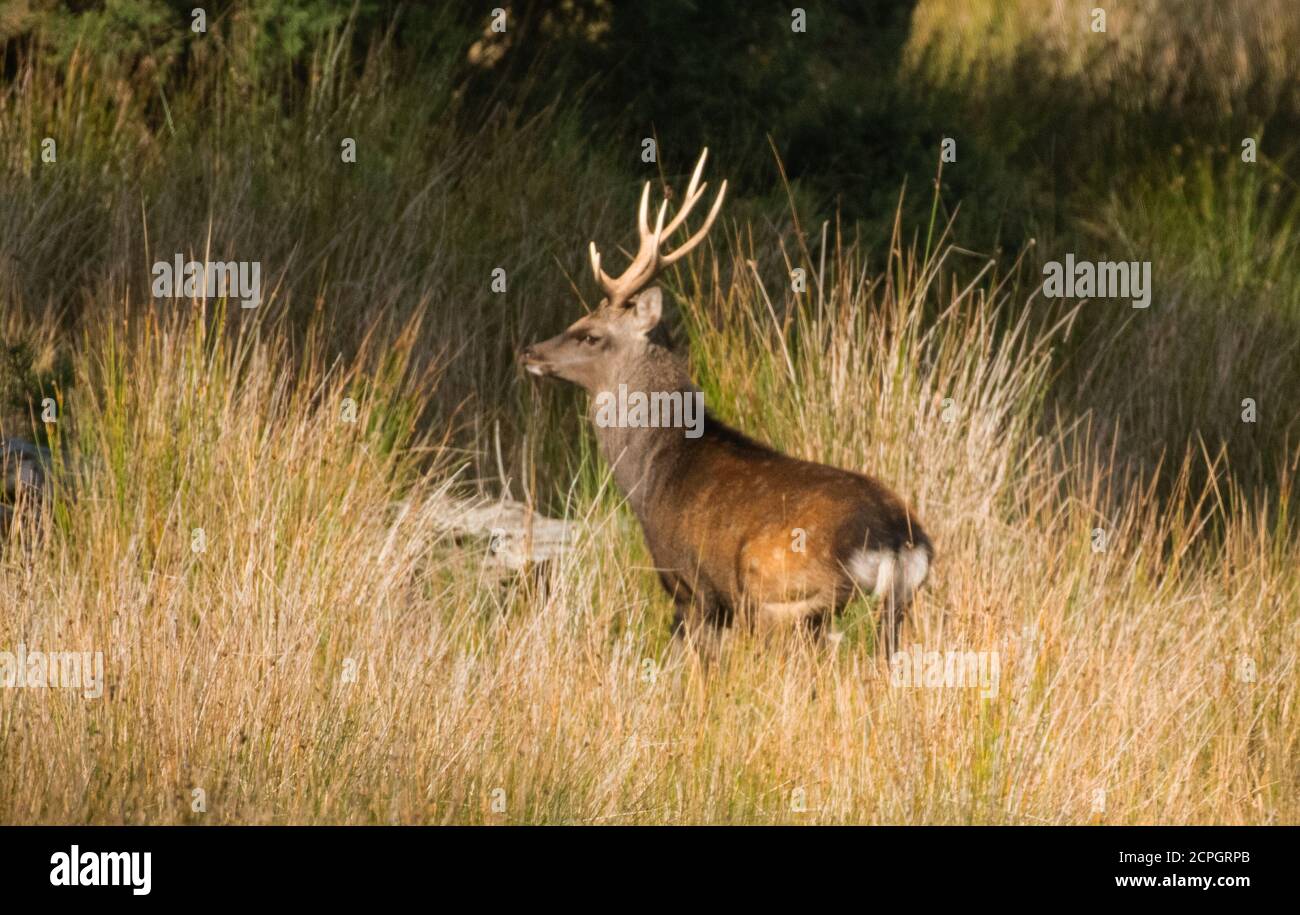 Sika Hirsch Hirsch in den Wald Stockfoto