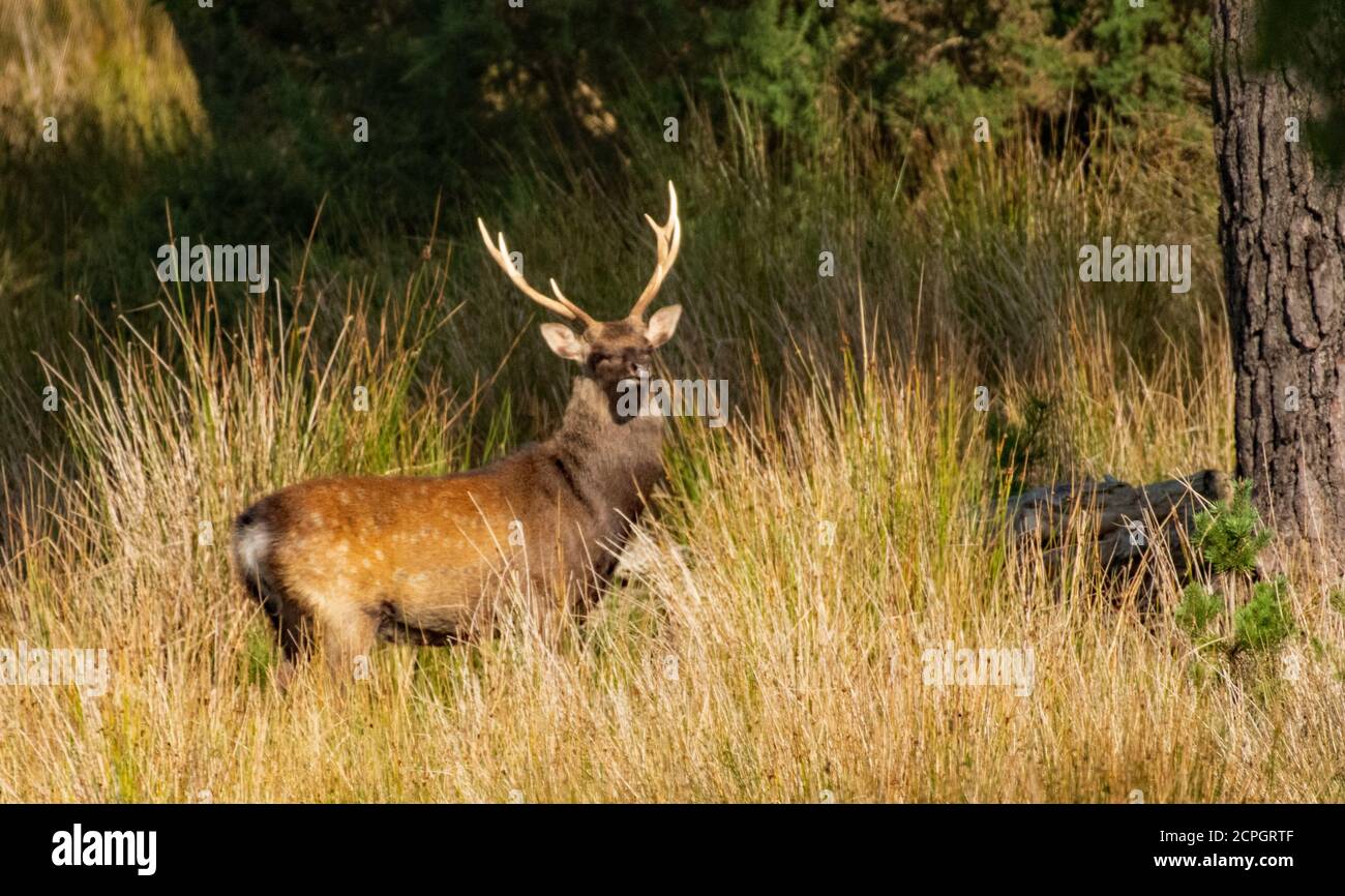 Aufmerksamer Sika-Hirsch in Arne Stockfoto