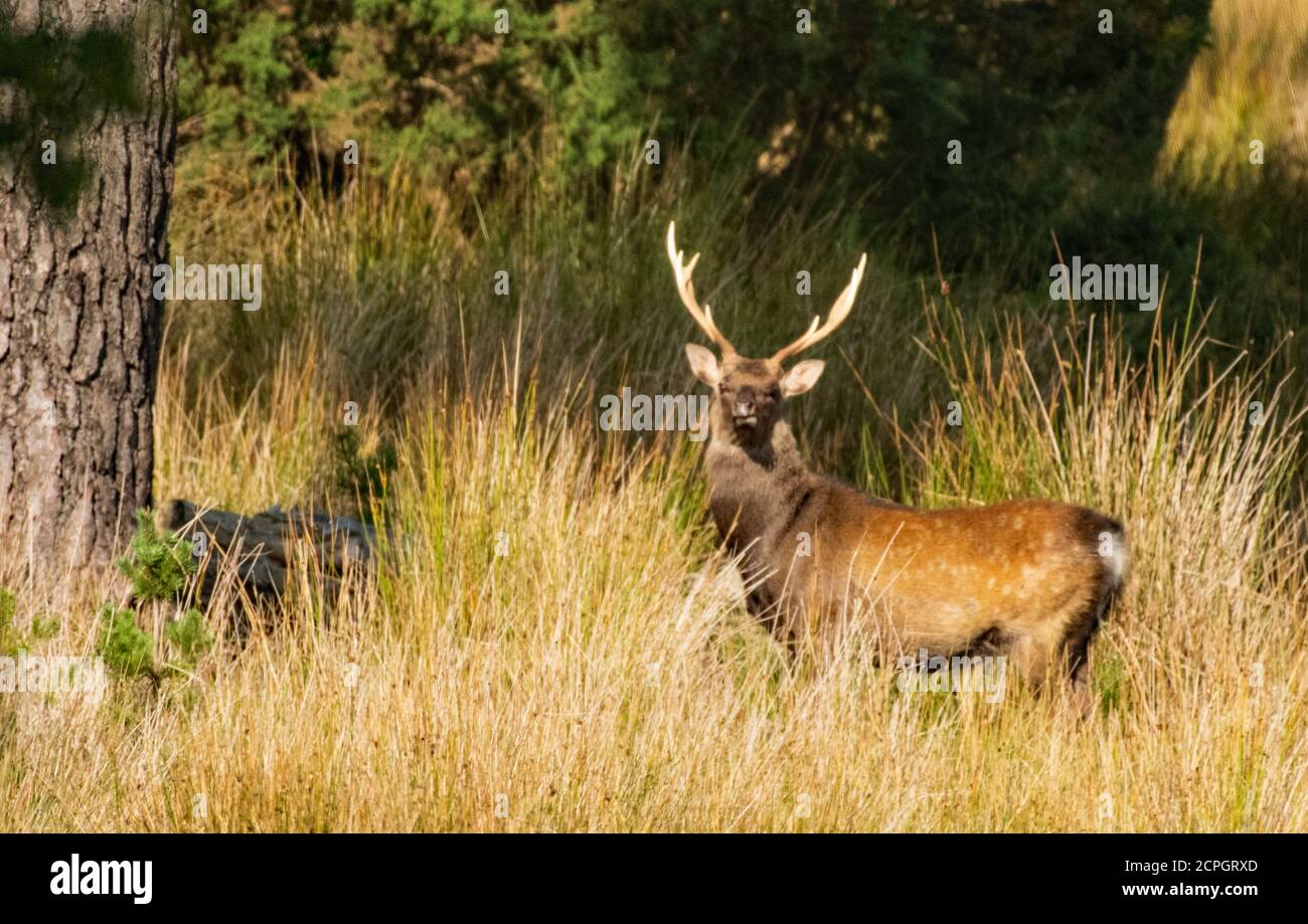Sika Hirsch, RSPB Arne Stockfoto