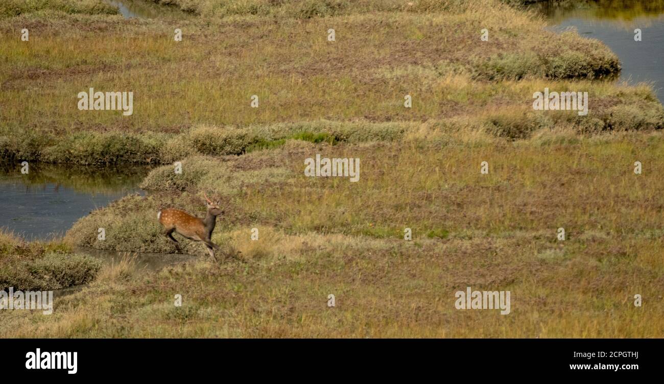 Sika Hirsch springen Fluss Stockfoto