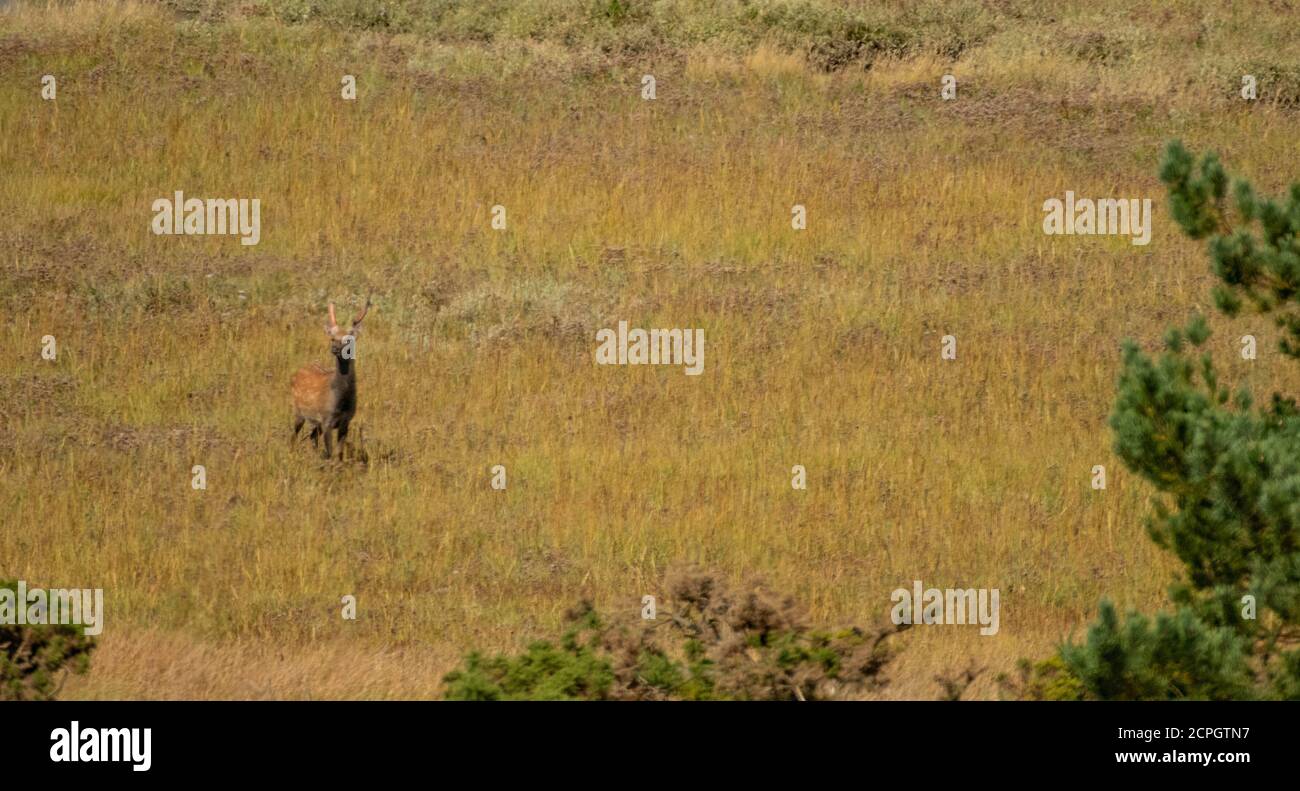 Sika Hirsch im Freien Stockfoto