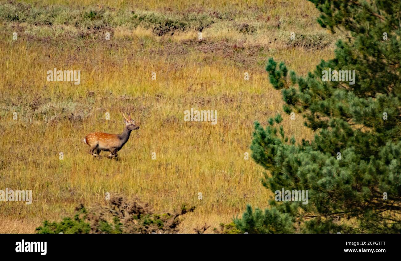 Sika Hirsch Hirsch Überschrift für Deckung, Arne Stockfoto