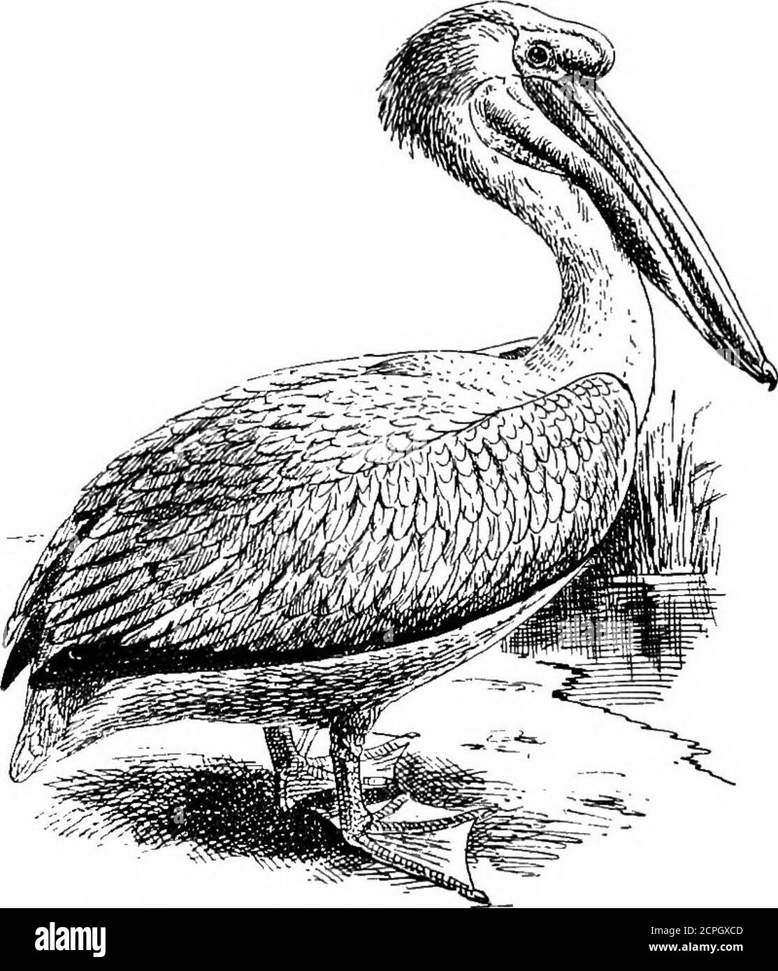 . Vögel: Die Elemente der Ornithologie . Der Gemeine Gannet der Pelikan {Pelecanus onocrotaliis), die schwerfällige Form und der unbeholfene Gang, von denen, sowie sein langer Schnabel mit dem großen Beutel der Haut darunter und vor der Kehle, muss havestark jeden beeindruckt haben, der es gesehen hat. Unwieldyas es ist, und sehr webfooted, es ist gerne auf Bäumen zu halten.Es bewohnt Afrika und die westlichen und zentralen Teile Asiens * Tausende brüten in St. Kilda. 28 ELEMBNTS oder ORMTHOLOGT. Und Südosteuropa. Andere Arten von Pelikanen sind auch in Nord- und Südamerika, und es gibt etwa Tenin alle. Stockfoto