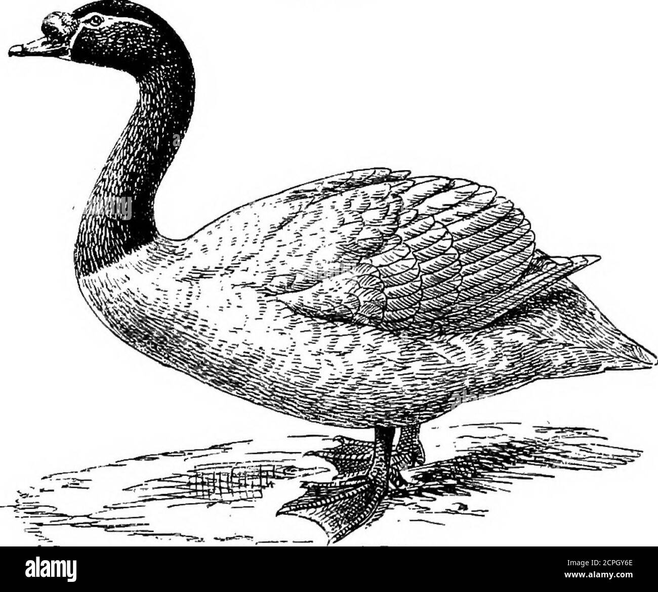 . Vögel: Die Elemente der Ornithologie . Die Mallard {Anas bosoas). Enten und Gänse. Von diesen gibt es sehr viele Arten, und einige sind tound fast auf der ganzen Welt. Unsere Hausgans stammen von der Graugans (Amircinereus), deren natürliche Reichweite sich über Europa und Zentralasien erstreckt. Es gibt etwa vierzehn Arten der Gattung^nser, und von verwandten Formen gibt es sehr viele mehr – soine von ihnen in der einen oder anderen Region fast überall auf der Welt gefunden, außer dass die echten Gänse meiden die Tropen in snita ihrer Webbeet Füße, die Gänse im Allgemeinen, wie die Domestic INTEODTICTION. S Goo Stockfoto