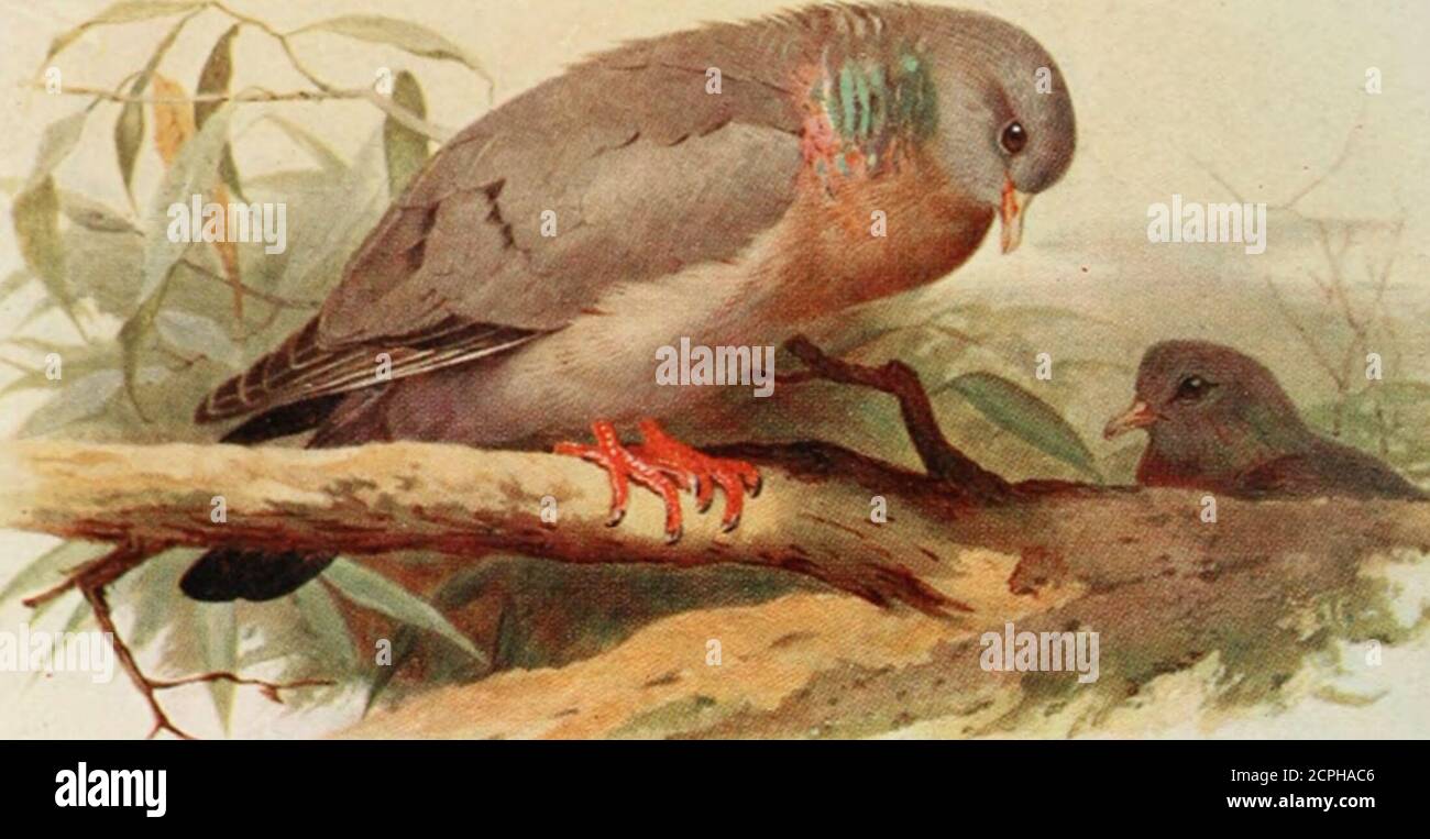 . Die Vögel der Britischen Inseln und ihre Eier. 2 PL 146 Coot.. Stockfoto