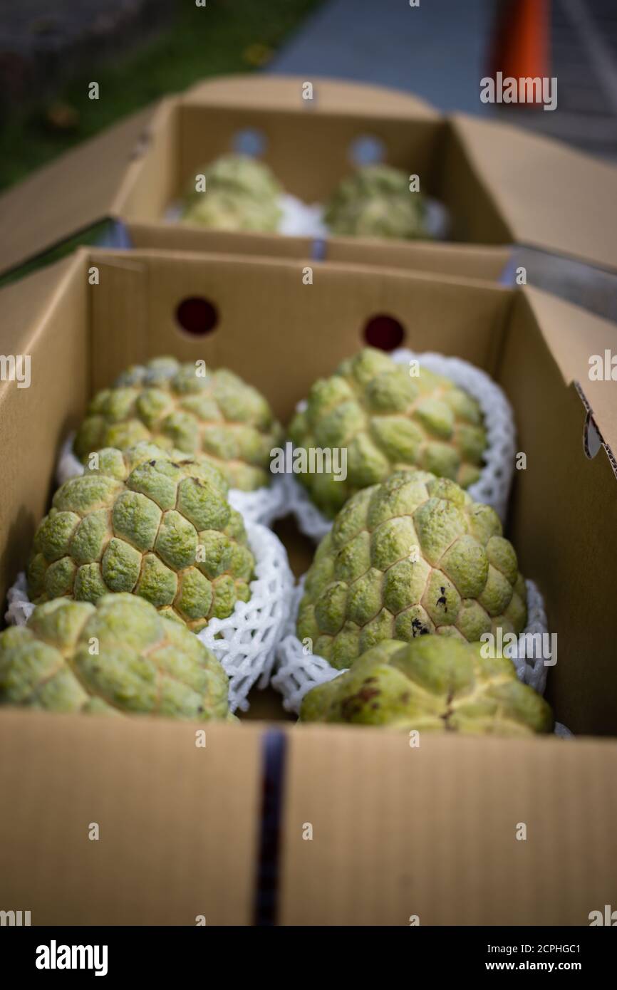 Noni Frucht, aufwärts fließendes Wasser, Ostküste Taiwan Stockfoto