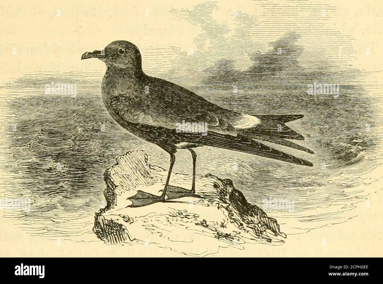 . Eine Geschichte der britischen Vögel . IES, und sagte, aus Grönland kommen, aber der verstorbene Prof. Reinhardt informiert Mr.Freke (Zool. 1881, S. 378), dass er denkt, es könnte von Labrador kommen. Mit dieser Ausnahme scheint sein Bereich sehr begrenzt zu sein; es gibt jedoch eine nahe verwandte Art, B, macgillivrayi, die in der Nähe der Fidschi-Inseln gefunden wird. Im erwachsenen Vogel ist der Schnabel schwarz; das irides tiefbraun; das ganze des Gefieders fast gleichmäßiges bräunlich-schwarz, eher blasser auf den Rändern der großen Flügel-coverts; Tailmuch graduiert und cuneate; Beine und Zehen dunkel rötlich-braun, das interdigital mir Stockfoto