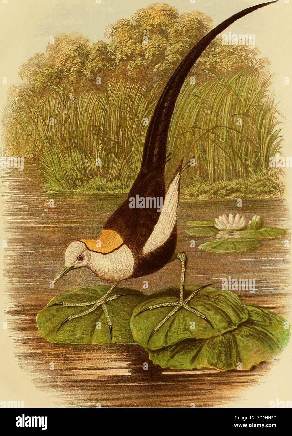 . Cassells Buch der Vögel . DIE JACANA (Parra Jacaria). EINE HALBE NATÜRLICHE GRÖSSE, die längste; der Schwanz ist sehr kurz, und sie sind mehr oder weniger ohne verschiedene Tönung. In ihrer anatomischen Struktur sind sie sehr eng mit der Rallidce verwandt. Alle Gallinida sind Bewohner von sumpfigen Bezirken, und einige von ihnen könnten sogar Wasservögel genannt werden. Sie bevorzugen meist sedgy Seen, große sumpfige Morässe und Bäche, oder Teiche und Flüsse gut mit Vegetation bestückt, sind aber ohne Ausnahme auf Süßwasser beschränkt. Sie sind allgemein gesehen Schwimmen in offenen Räumen. Sie laufen mit weniger Agilität tha Stockfoto