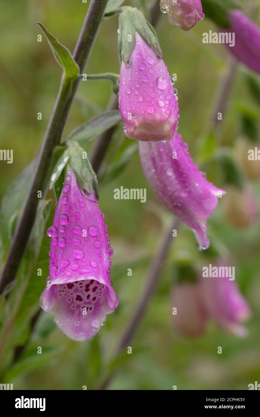 Fingerhut (Digitalis purpurea). Einzelne, aufrechte, Stiel, Kopf von drei trompetenförmigen Blüten, nach einem Regenfall. Regentropfen auf der Blumenoberfläche. Sp Stockfoto