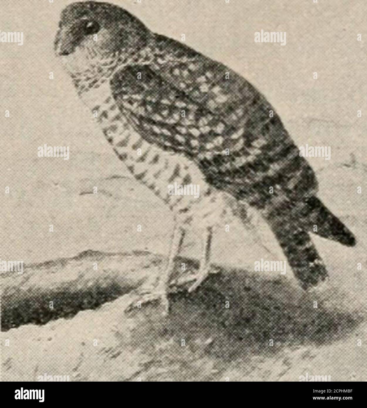 . Handbuch der Vögel der westlichen Vereinigten Staaten, einschließlich der Prairien, des großen Beckens, des pazifischen Abhangs und des unteren Rio Grande Tals . g. (Fisher.) lURKOWJNG GATTUNG SPEOTYTO. 378. Speotyto cunicularia hypogeea (Bonap.).OWL. Schwanz nur etwa halb so lang wie Flügel; tarsus mehr als doppelt so lang wie Mittelzehe, vorne leicht gefiedert, barehinten; Zehen borstig. Erwachsene. - Oberteile matt erdbraun, gefleckt und mit Weiß und buffy gestropft; Unterteile hauptsächlich buffy gestropft mit Braun. Jung: Unterteile hauptsächlich buffy. Unmarkiert; Oberteile schlicht braun außer Flügel und Schwanz, die wie bei Erwachsenen sind. Stockfoto