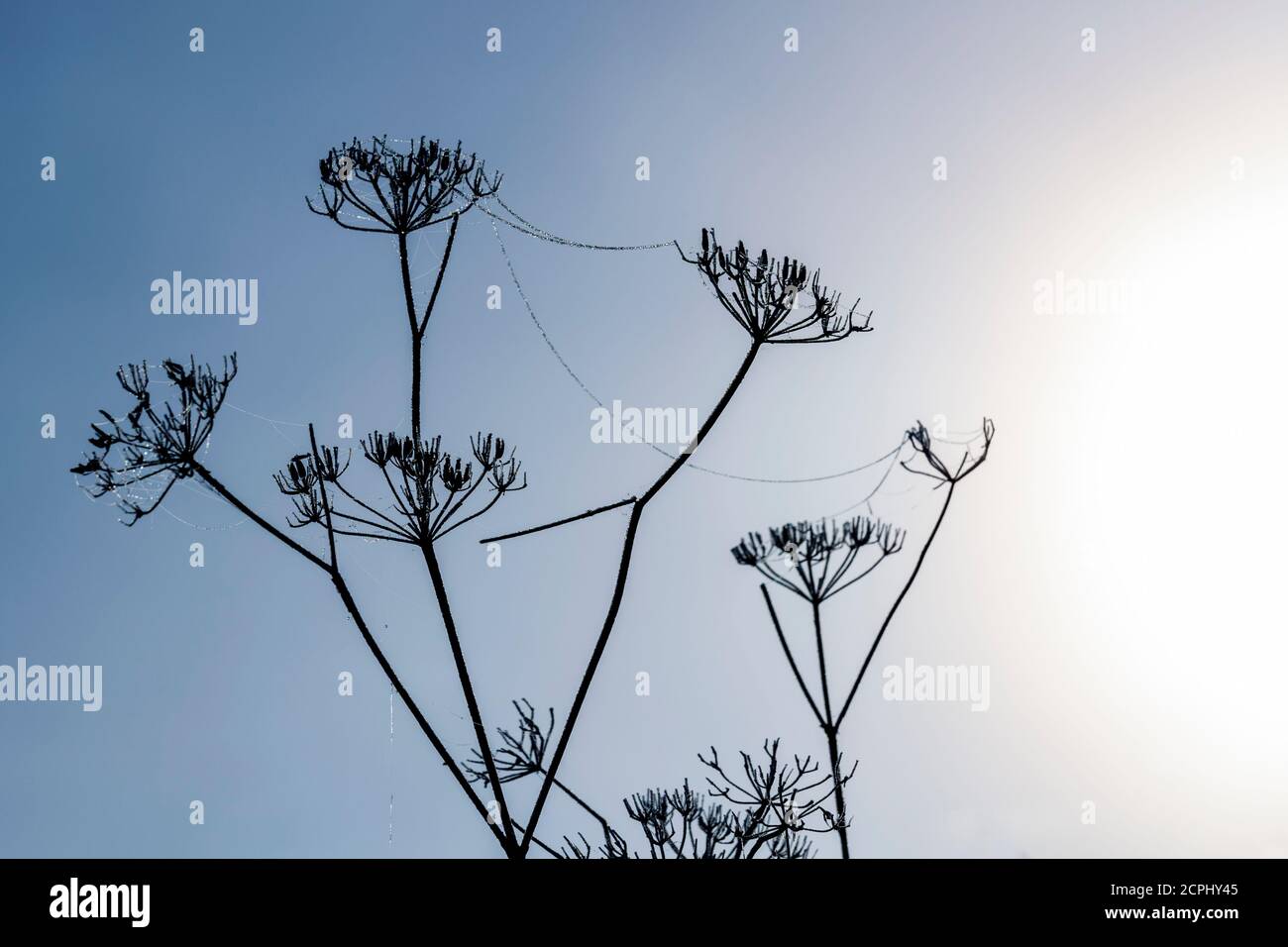 Stängel von trockenen Regenschirmpflanzen an einem nassen Herbstmorgen mit Reif, cansiglio, belluno, veneto, italien Stockfoto