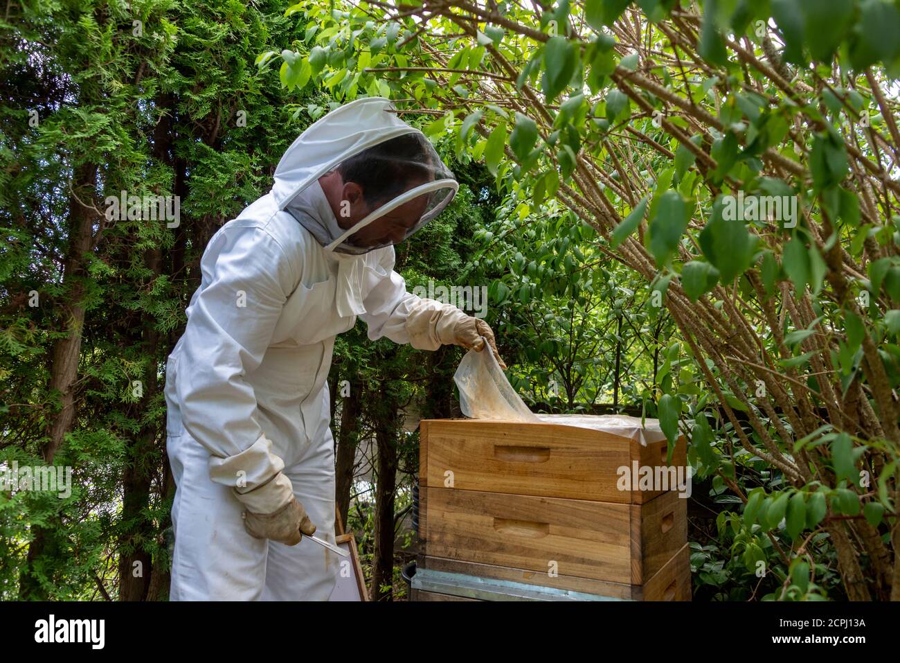 Imker kontrolliert Bienenstock Stockfoto