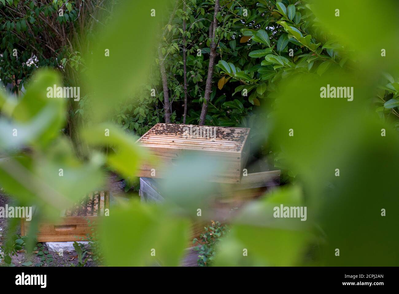 Bienenstock, Bienenstock, Imkerei Stockfoto
