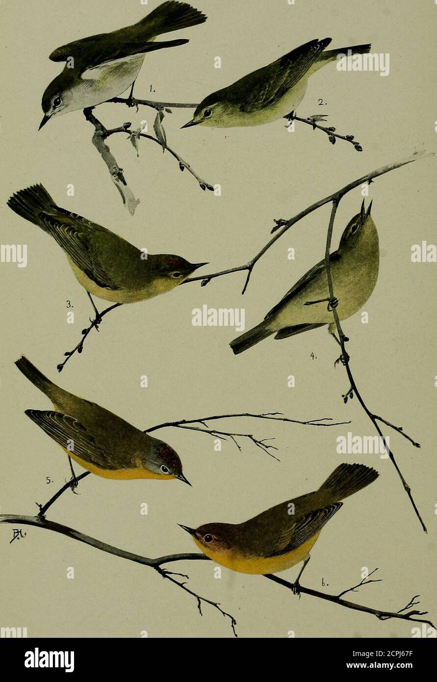 . Vogelkunde . Eingetragen als Second-Class-Mailmatter in der Post in Harrisburg, Pa.. 1. Tennessee-Waldsänger, Männlich. 3. Orange-gekrönt -Warqler, Männlich.■ Tennessee-Warbler, Weiblich. 4. Orange-gekrönter Waldsänger, Weiblich- 5. Nashville-Waldsänger, Männlich. 6. Nashville Warbler, weiblich. I6irli = lore A BI-MONTHLY MAGAZINEDEVOTED TO THE STUDY AND PROTECTION OF BIRDS Official Organ of the Audubon Societies Vol. VII September – Oktober, 1905 No. 5 ra^™j MK^BU •••^ m -^^^i^^i^^gJI^ A BOB-WHITE LUNCH PARTYPhotographed by John Tresilian Our Avian Gläubiger by ERNEST HAROLD BAYNES. Meriden, N. H. ES ist kein Akt o Stockfoto