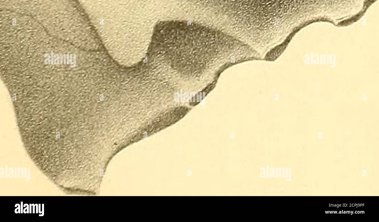 . Odontornethes: Eine Monographie über die ausgestorbenen Zahnvögel Nordamerikas; mit vierunddreißig Tafeln und vierzig Holzschnitten. 3. E-Crisartd, lithHevri HESPERORNIS CRASSIPES, Marsh. PLATTE VIII PLATTE VIII ODONTOEmTHES.Humerus, Scapula und Schultergürtel von Hesperornis regalis Marsh. Alle Figuren Natürliche Größe. Seite. Abb. 1. - rechter Oberarm; innere Oberfläche, 62 Abb. 2. - rechter Oberarm; radiale Seite,. . -.- 62 la – proximales Ende Abb. 3. – rechter Oberarm; ulnare Seite, 62 b – distales Ende, zeigt die gesamte Abwesenheit der Artikulation. Abb. 4. - rechter Oberarm; äußere Oberfläche, -. 62 Abb. 5. – linke Schulterpfeibe; Vorderansicht, 58 Stockfoto