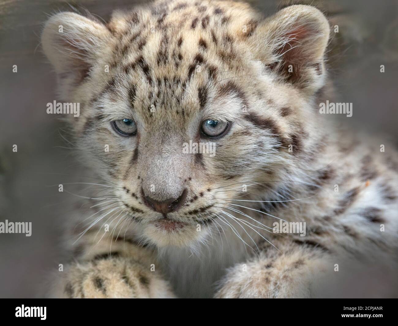 Schneeleopard oder Unze Panthera uncia einzigen Jungen bei neun Wochen alt Stockfoto