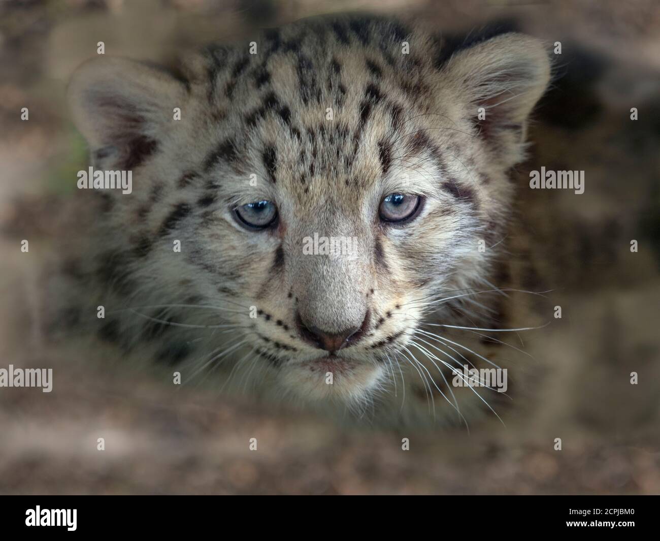Schneeleopard oder Unze Panthera uncia einzigen Jungen bei neun Wochen alt Stockfoto