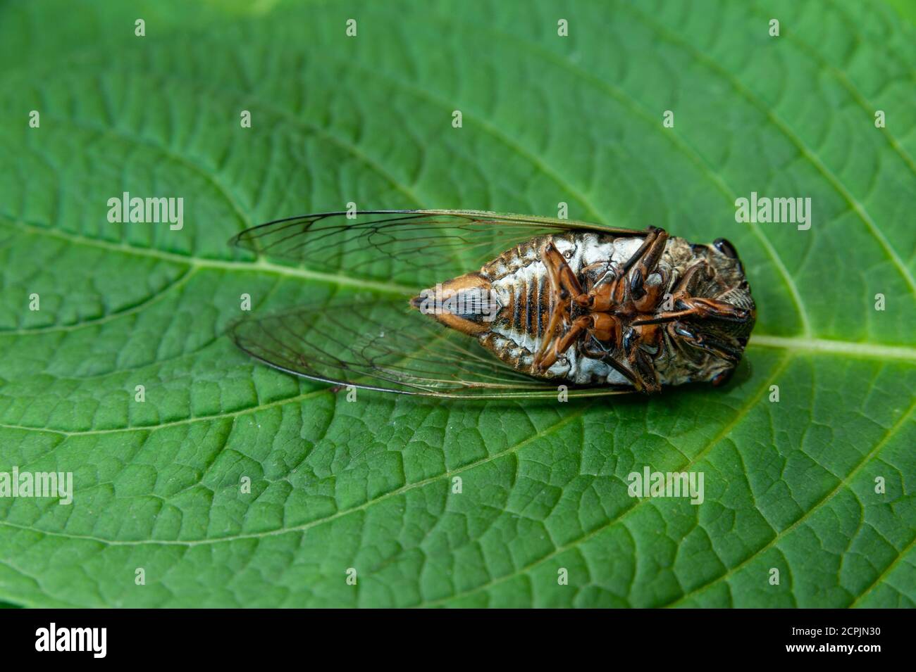 Tote japanische Zikade auf grünem Blatt - Graptopsaltria nigrofuscata, die große braune Zikade, im Japanischen Aburazemi genannt. Stockfoto