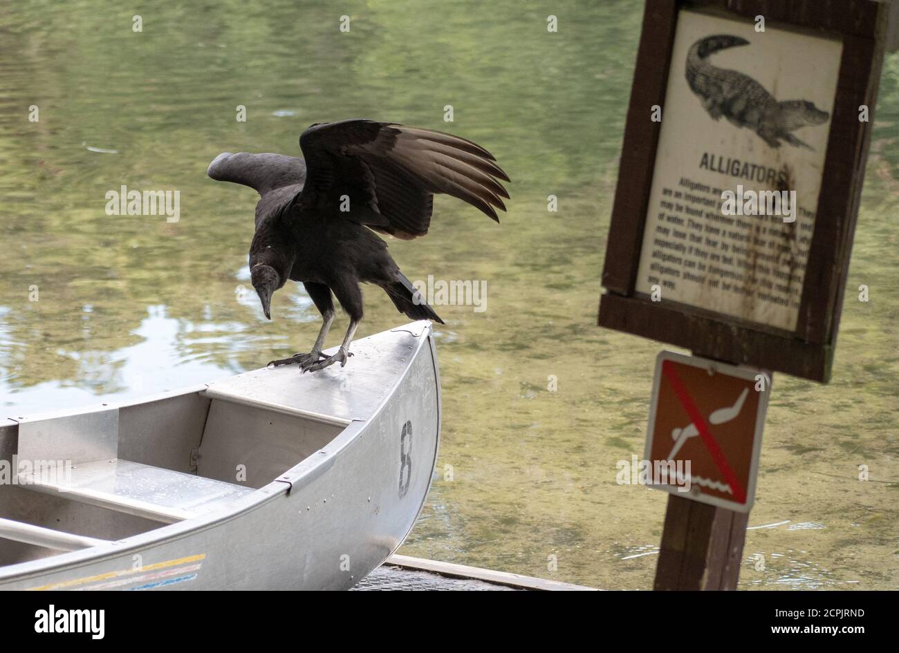 Ein schwarzer Geier landet am Ende eines Kanus Stockfoto