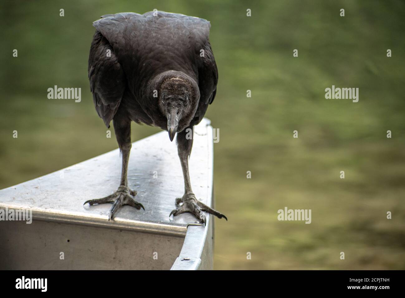 Ein schwarzer Geier landet am Ende eines Kanus Stockfoto