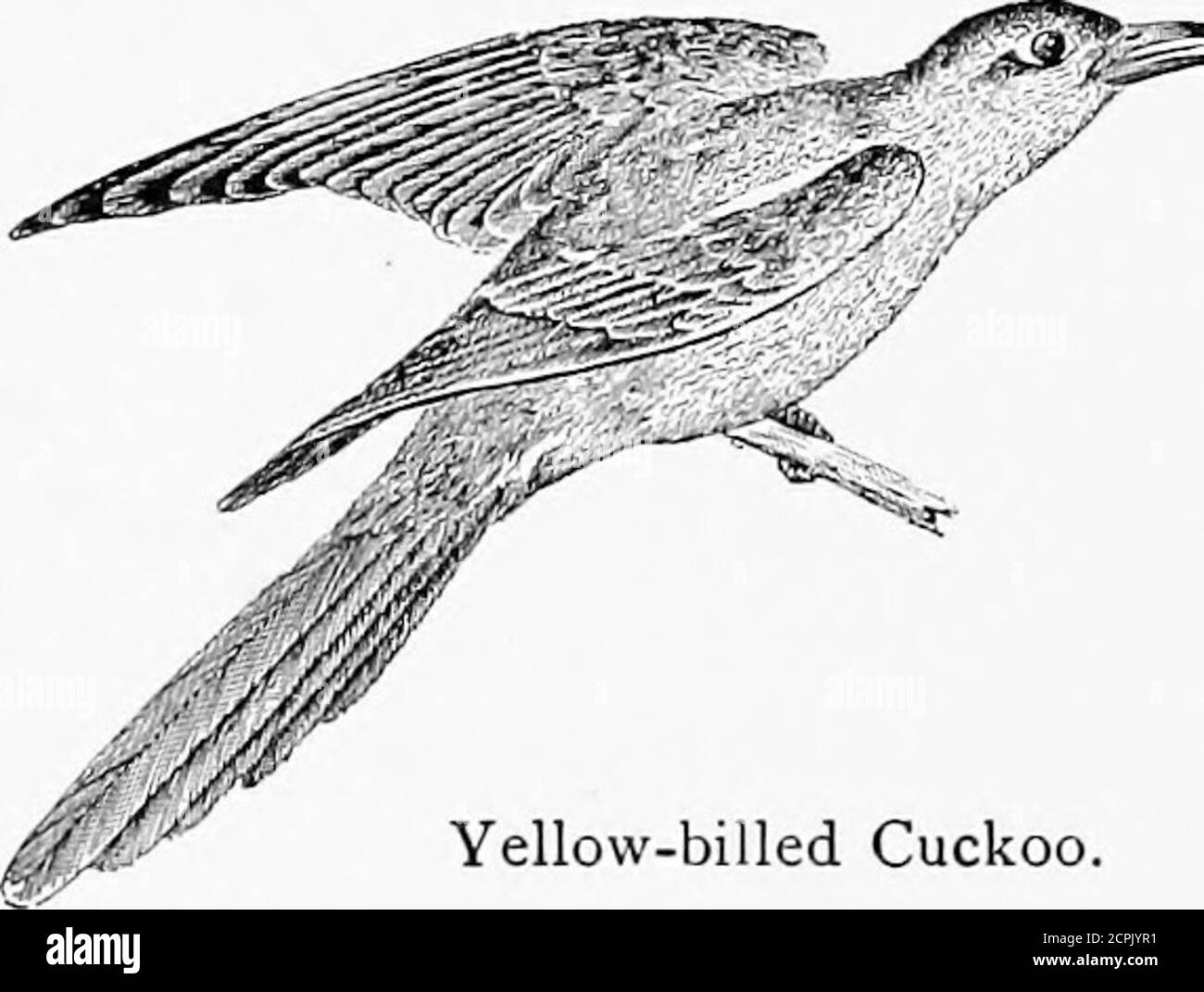 . Die Vögel um uns . sehr offensichtlich für mich. Bothare häufig, obwohl die Gelbschnabelart immer die am häufigsten vorkommende ist. Dieser Kuckuck soll ein hartnäckiger Nesträuber sein als der Blaclc-Schnabel, Aber da ein Raupenfresser viel prominenter ist als ein Eizellsauger.Es ist auch sehr lieb von unseren wilden roten und weißen Maulbeeren,und da diese heimtückische Frucht so sehr wie ein Wurm aussieht, habe ich oft gedacht, dass vielleicht der Vogel den Unterschied nicht wusste. Natürlich ist das Rauben von Vögeln ein hässlicher Rekord, aber es kann kein Zweifel daran sein, dass die immense Anzahl von Insekten durch die Vögel zerstört überwiegt a Stockfoto