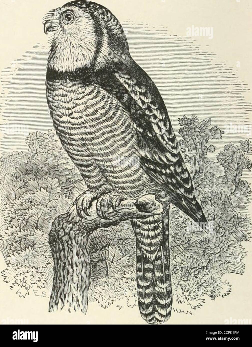 . Schlüssel zu nordamerikanischen Vögeln. Mit einer kurzen Darstellung aller lebenden und fossilen Vogelarten, die derzeit vom Kontinent nördlich der mexikanischen und US-amerikanischen Grenze bekannt sind, einschließlich Grönland und Niederkalifornien, mit denen die Allgemeine Ornithologie, eine Übersicht über die Struktur und Klassifizierung der Vögel, Und Bereich Ornithologie, ein Handbuch zum Sammeln, Vorbereiten und Konservieren von Vögeln . Lack.Obere Teile bistre-braun, dunkelsten und fast schwärzlich auf dem Kopf, wo profuselyspotted mit kleinen runden w^hite Markierungen,zu denen folgt ein Nackenintervall weniger gesichtet oder frei von Stockfoto