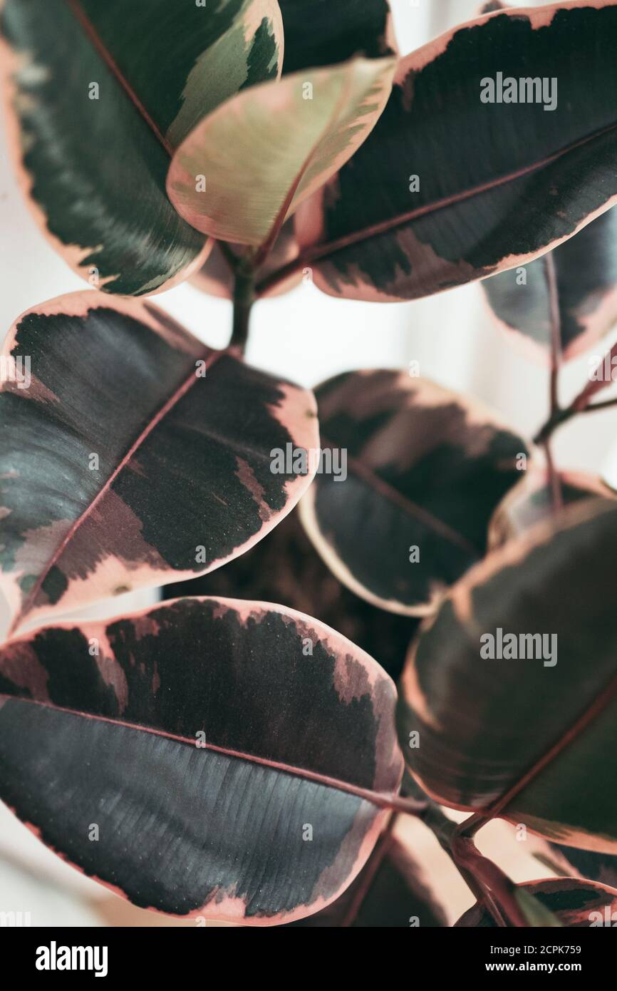 Zimmerpflanze, Nahaufnahme / rosa-grüne Blätter auf Gummibaum Stockfoto