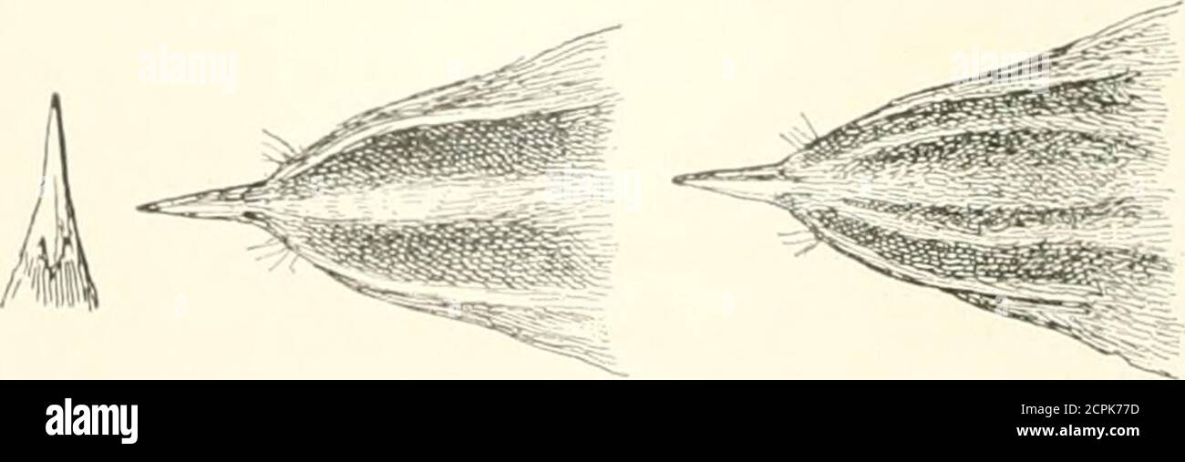 . Atlante ornitologico : uccelli europei : con notizie d'indole generale e particolare . Becco Locwtellino. Lest:! Di .1. Aquaiicusgr. n;il. Testa ili -l. «c&oenoftoi »usgr. nat. nerastro pallide nel Centro didle Penne, lionato olivastre sul margine; gropponee sopracoda lionato-olivastri; ali bruno nerastre, con larghi margini più chiari;gastreo bianco-ceciato, più vivace oda sul petto sul chivastri: ali con larsad-mar: più BeccoLocustellino (ad.), lani superiori più rossiccie e cui centri neri più appariscenti;gastreo più viv Stockfoto