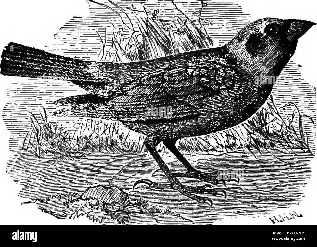 . Vögel von Michigan . oryzivorus (Linn.). * Bobolink; Skunk Black-Bird; Reed Bird; Rice Bird; Bob Lincoln; Ortolan; Butter Bird. Sehr häufig; Southern Michigan; Sommer; Mai (einer der neuesten Vögel zu kommen) bis September; Männchen nimmt das Gefieder des Weibchens im Herbst; schöne Sänger atnisten Saison; nicht schüchtern; Rassen; Nester im Juni, in der Regel in Wiesen, auf dem Boden;Eier fünf, gelegentlich sechs bis sieben, bläulich weiß, markiert mit dunkelbraunen Flecken; notin Central Michigan bis innerhalb weniger Jahre; Ich bemerkte es zum ersten Mal über die Hochschule in 1874;erste in Monroe County in 1872 (Jerome Trombley); D Stockfoto