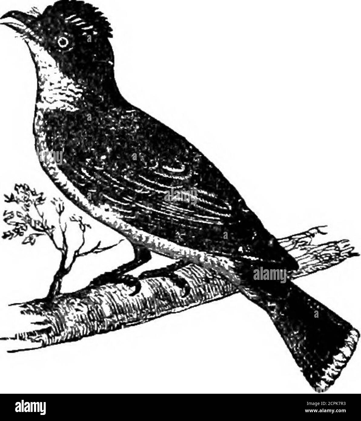. Vögel von Michigan . * Rubinkehliger Kolibri. Reichlich vorhanden; im ganzen Staat; üblich in Traverse City und Harbour Springs; E. E. Brewster berichtet, dass es bei Iron Mountain und S. E. White bei MackinacIsland üblich ist; ich habe es von Benzie County, Escanaba und Bois Blanc Island berichtet; Mayto Sept.; Rassen; schöne Nester im Juni auf einem Zweig und durch seine beau-tiful Abdeckung von Flechten verborgen; Mr. Richard Westnedge, in Kalamazoo, hat viele Nester gefunden, und sagt, dass diese Vögel oft in verstreckenden Kolonien bauen (Dr. M. Gibbs); Eier zwei, weiß; von sechs Sektionen, fünf der Mägen zeigten ma Stockfoto