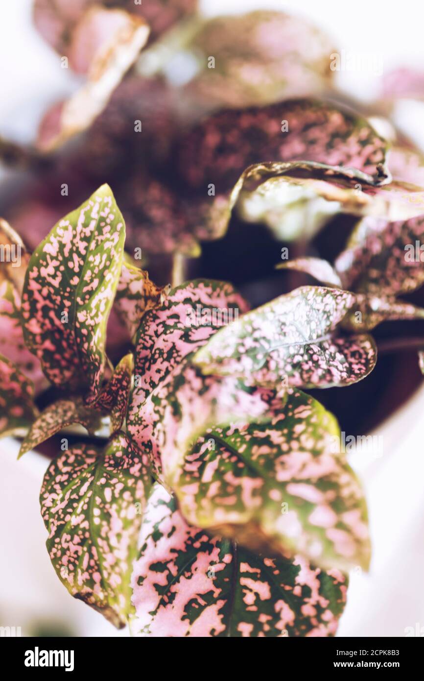 Calathea Zimmerpflanze, Nahaufnahme / rosa-grüne Blätter Stockfoto