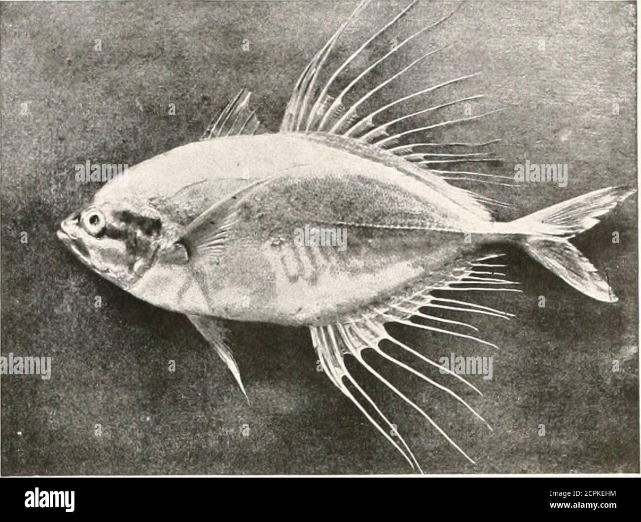 . Vögel anderer Länder, Reptilien, Fische, zusammengegliederte Tiere und untere Formen; . Photogram(thed &■ coloriert von U Sazillc-Kciit^ F. z. .S. FREEMANTLE TEUFELSFISCH oder BEWAFFNETE GURNARD ein australischer Vertreter der (iiiinard ^: Ich! Nil-Head familv. Havini; Stacheln, die den SCHEIDE- ODER FROSTFISCH 22^.. Übermütig vergießen und sich am Strand aufwerfen können.Dies geschieht mit erträglicher Geschmeißlichkeit in den Herbst- und Wintermonaten, wenn das Meer ruhig ist und die Nächte frostig sind. Die Frostfische kommen lebend an Land, wringen durch die Brandung auf den Strand. Zwei Erklärungen wurden angeboten Stockfoto