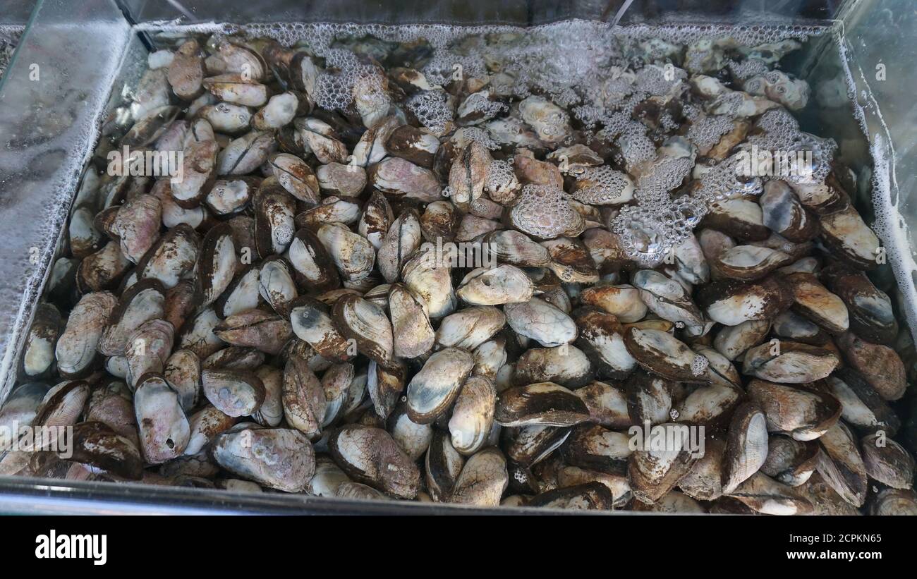 Frische Muscheln zum Verkauf auf dem Markt Stockfoto