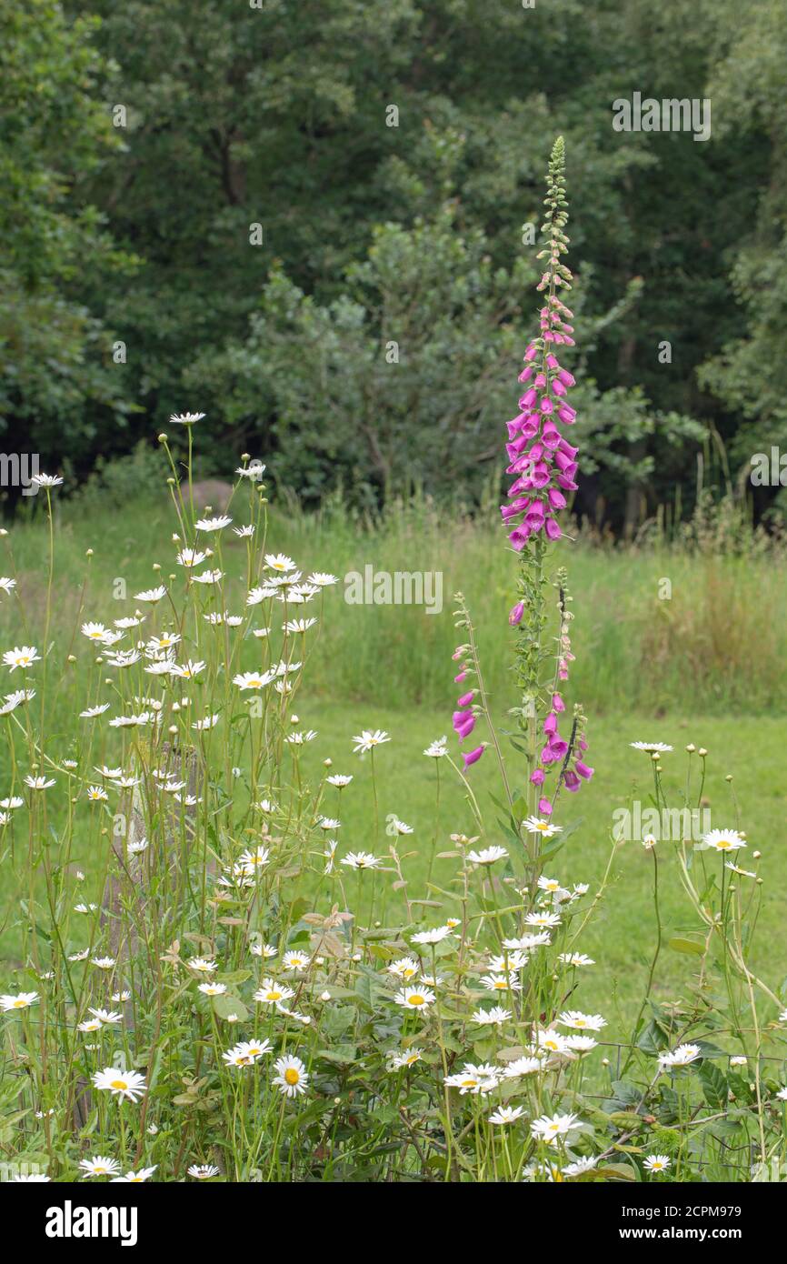 Foxglove (Digitalis purpurea) und Oxeye Daises (Leucanthemum vulgare). Ein privater Hausgarten, mit Blick auf Tierwelt und Biodiversität. Bereiche mit diff Stockfoto