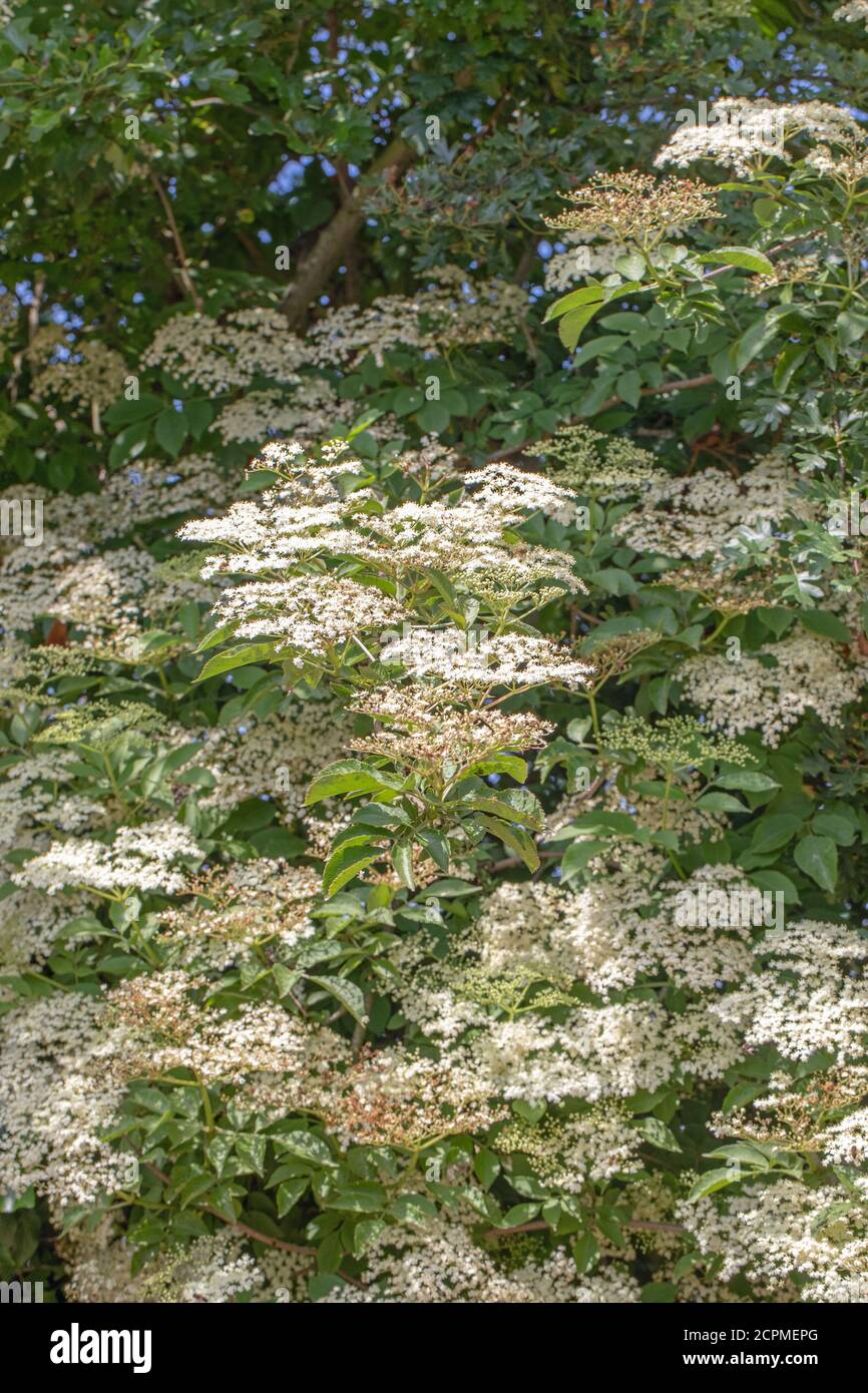 Elder (Sambucus nigra). Mehrere Büschen flacher Köpfe mit zahlreichen Knospen und cremeweißen Blüten. Gestielte zusammengesetzte Blätter von fünf bis severn Blatt Stockfoto
