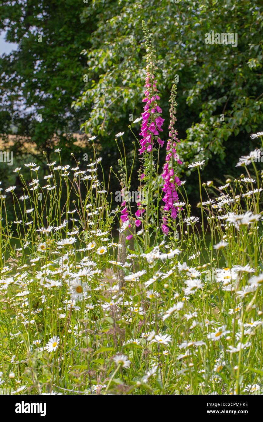 Grasnarbe am Straßenrand. Hecke im Hintergrund, mit Wildblumen im Vordergrund, inklusive Füchshandschuhen (Digitalis purpurea) und im Vordergrund Oxeye Da Stockfoto