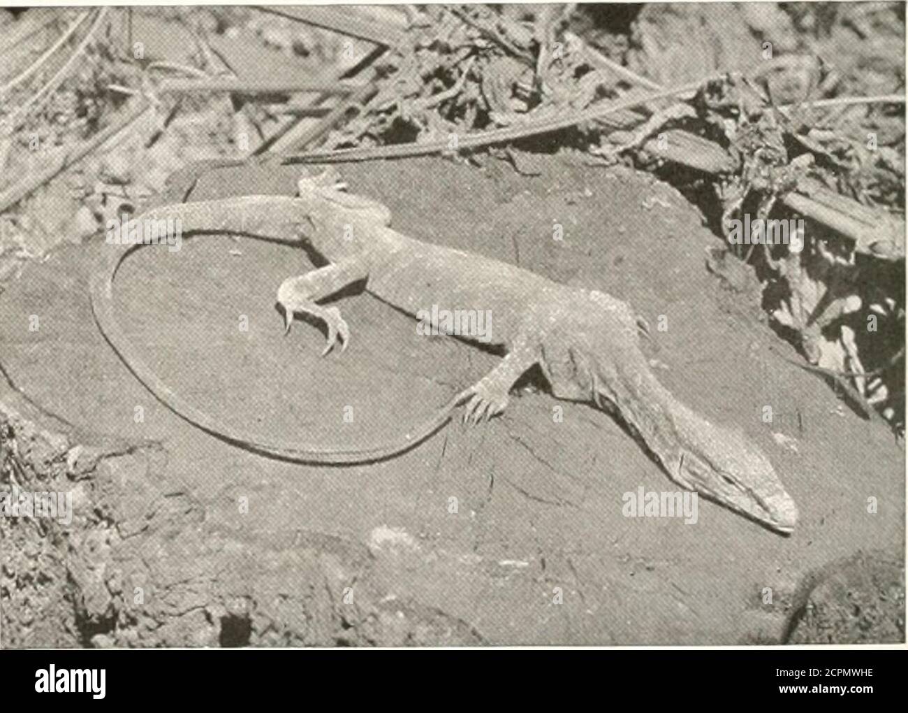 . Vögel anderer Länder, Reptilien, Fische, zusammengegliederte Tiere und untere Formen; . - ein mehr oder weniger helles Gelb, und der Hals, bei den Männchen besonders, ist zur Brutzeit häufig strahlenblau. Die auffälligeren Farbunterschiede, die diese Echse zeigt, sind jedoch eng mit dem lokalen Lebensraum der Partikularrasse verbunden. Die Ureinwohner Spaniens und Portugals beispielsweise sind mehr oder weniger mit okellierten Flecken geschmückt. Foto b) Scholaitic Photo. Co, WEISSMONITOR T/tis und andere verwandte Arten scheinen tot zu sein, da sie sich in den SONNENEIDECHSEN sonnen 179 Stockfoto